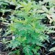 <i>Artemisia annua</i>