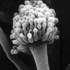 Fungus of the genus Aspergillus, some of which produce aflatoxins