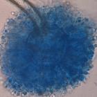 <i>Aspergillus ochraceus</i> — a type of filamentous fungus