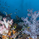Ocean coral
