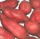 China will grow batata for biofuels