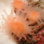 <i>Caryophyllia huinayensis</i> and Tethocyathus endesa</i>, Chilean coral species named through BIOPAT's scheme.