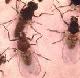 Black flies transmit the parasite