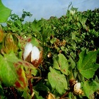 BT cotton in Sindh, Pakistan
