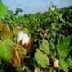 BT cotton in Sindh, Pakistan