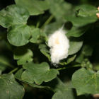 GM cotton