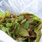A bag of khat