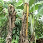 banana Xanthomonas wilt