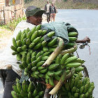 Banana farmer in Burundi 