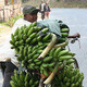 Banana farmer in Burundi 