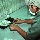 Malaysian agricultural biotechnologist transplanting banana seeds