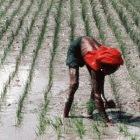 Planting rice in Bangladesh