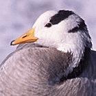 Bar-headed geese are among the wild birds killed by H5N1 on Qinghai Lake