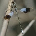 To save or not to save? The Basking Malachite Damselfly is threatened by cattle farming in Africa