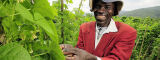 Un cultivateur de haricot au Rwanda - Flickr/CIAT by Neil Palmer Un cultivateur de haricot au Rwanda - Flickr/CIAT by Neil Palmer
