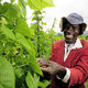 A bean framer in Rwanda