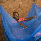 Bednets may not help against a newly discovered mosquito Bednets may not help against a newly discovered mosquito