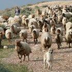 A Bedouin herding sheep