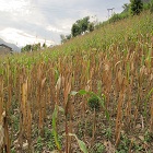 Bhutan crops wither in dry spell