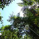 Rainforest canopy