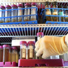 A researcher takes a sample out of a refrigerated cabinet A researcher takes a sample out of a refrigerated cabinet