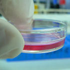 Petri dish