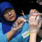 Bird flu surveillance, Indonesia