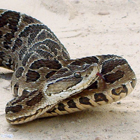 Bothrops alternatus en Rio Grande do Sul, Brasil, en enero de 2010.