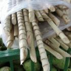 Sugarcane is used to produce ethanol. Increased biofuel production might pose new food security risks.