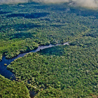 Bosques amazónicos