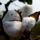 Bt cotton