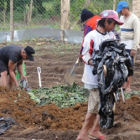 City workers uproot Bt eggplant in Davao, Philippines