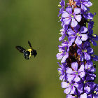 Bee flying towards a flower in South Africa Bee flying towards a flower in South Africa