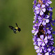 Bee flying towards a flower in South Africa Bee flying towards a flower in South Africa