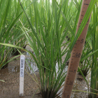 C4 Rice Test Plot