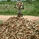 Cassava farmer and harvest