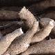 Millions of people rely on cassava as a staple crop