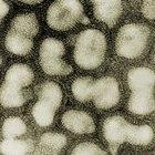 Influenza virus particles