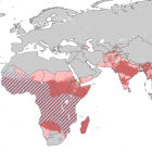 The P. vivax risk map