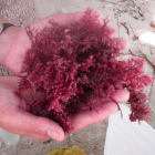 Callophycus serratus seaweed