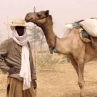Man in head scarf and sun hat standing by camel, with an arid backdrop (Yobe river basin)