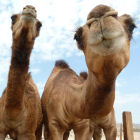 Camels