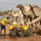 A man providing water for camels