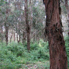Campamento en Lorien