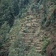 Cardamom plants on terraces in West Bengal India. Seen along a trek from Srikhola to Rimbik
