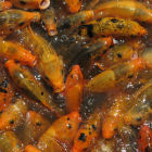 Carp, Vietnam