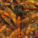 Carp, Vietnam