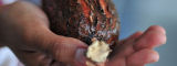 Cassava root by Flickr/CIAT by Neil Palmer