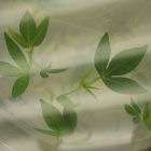 Cassava plant in a  Petri dish