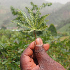 A cassava leaf
